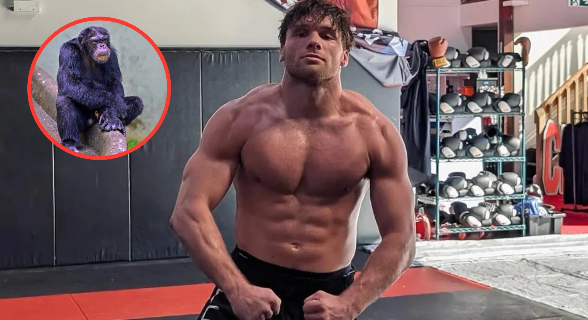 Lutador de MMA vs. Chimpanzé: Como um Prankster Enganou 1 Milhão de Pessoas em uma Falsa Luta Viral