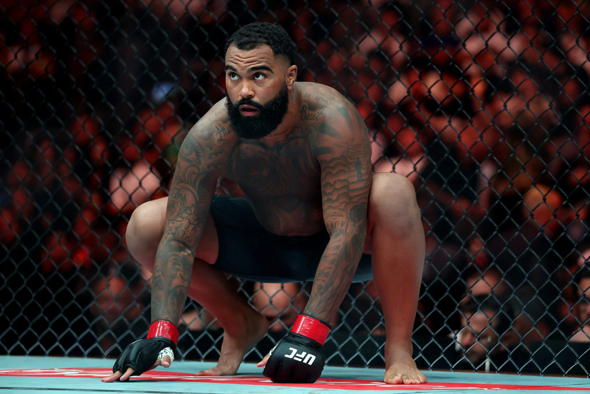 Chael Sonnen faz previsão ousada sobre Gable Steveson e Dana White após nocaute chocante no UFC 331: “Tenho certeza!”